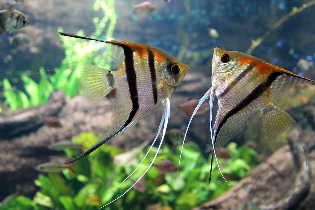Aquarium
